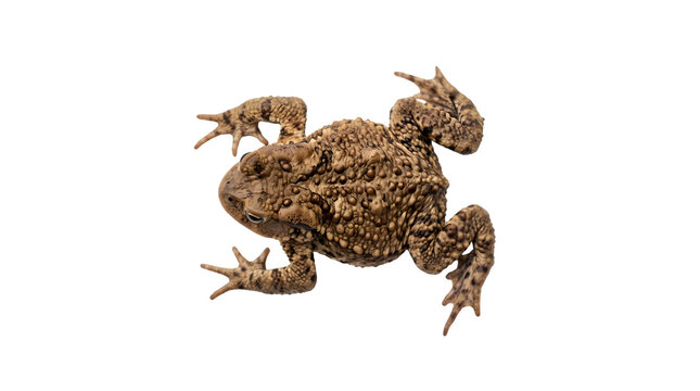 A detailed closeup of a camouflaged toad on a white background.