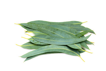 Fresh eucalyptus leaves isolated on white background © Bowonpat