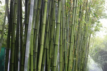Fotobehang Badkamer Green bamboo forest at Chengdu Research Base of Giant Panda Breeding  © Bowonpat