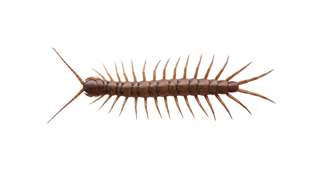 A brown garden centipede isolated on white background.