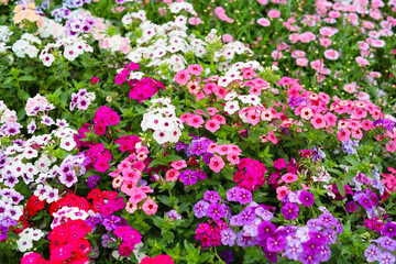 Fototapeta premium Colorful field of blooming phlox flowers.