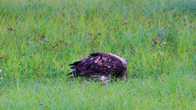 Juvenile bald eagle eating prey in tall grass