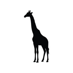 Fototapeta premium Giraffe animal Silhouette isolated white background