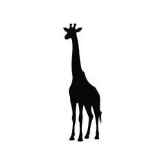 Fototapeta premium Giraffe animal Silhouette isolated white background