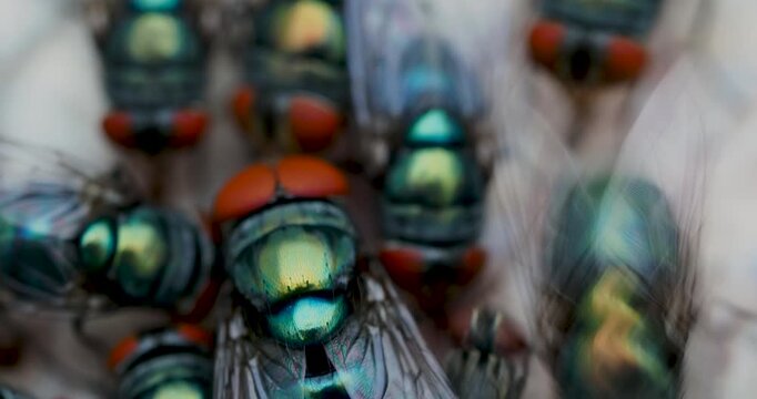 Close-up video of blowflies eating and laying eggs on rotten fish carcass in natural lighting.