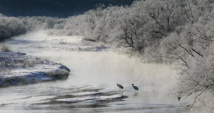 霧氷の川辺とタンチョウ