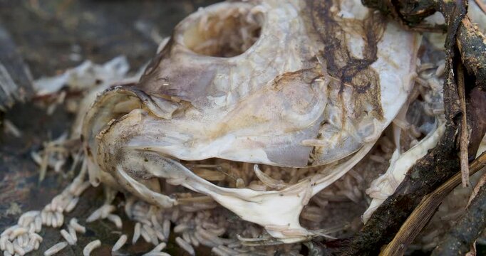Worms and blowfly larvae decomposing dead fish skull in natural decay process for forensic science.