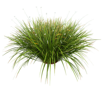 African Iris Isolated PNG, White-Flowering Grasslike Perennial, Transparent Background