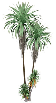 Screw Pine Isolated PNG, Multi-Trunk Tropical Rosette Tree, Transparent Background