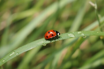 Fototapeta premium Macro Ladybug Water Droplets Green Leaf High Resolution Picture