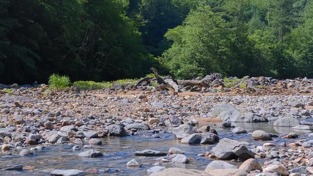 石がころ立っている河原と森が見える風景。