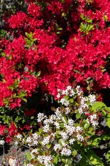 Naklejka premium Beautiful white and rhododendron azalea flowers (Rhododendron spp.) in a garden of Minato City, Tokyo, Japan