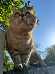 Cute cat on the fence © OLENA LIALINA