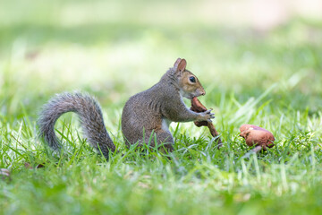 squirrel in the park © Hendrys