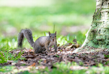 squirrel in the park © Hendrys