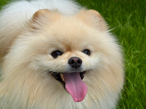Funny pomeranian spitz dog pom.