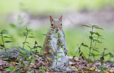 squirrel in the park © Hendrys