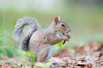 squirrel in the park © Hendrys