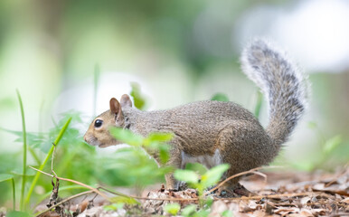 squirrel in the park © Hendrys