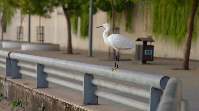 Little Egret Perched on Metal Roadside Guardrail in Urban India
