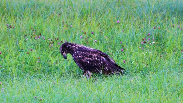 Juvenile bald eagle standing alert in tall grass