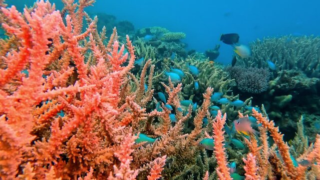 Vibrant coral reef teeming with diverse marine life, featuring schooling reef fish swimming among healthy hard corals and a distinct pink fish in the clear blue ocean