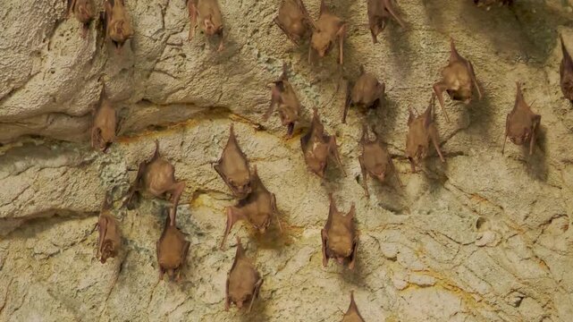 Wide shot of bat colony roosting together on rocky cave wall inside dark cavern.