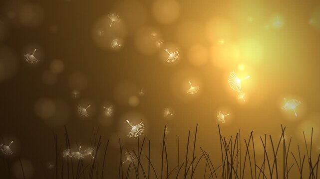 Dandelion Seeds Drifting Golden Hour Meadow Seamless Loop