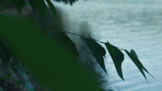 Close-up of leaves on a small branch drifting along the lakeshore while swimming backstroke
