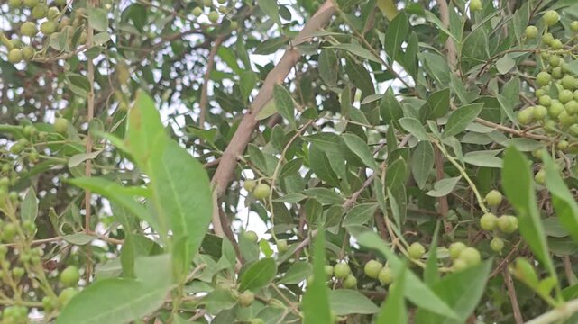 Green  Henna berries on wild shrub branches, lush green foliage in natural sunlight, organic plant texture for botanical backgrounds