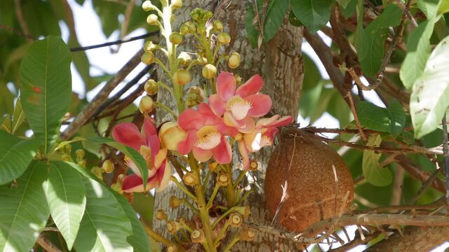 Closeup of pink bombax blossoms on a tree with green leaves, branches and a brown fruit pod. Vibrant flora.