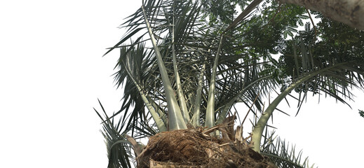 Tropical palm tree canopy against white sky. Exotic green palm fronds and textured trunk. Low angle view of lush island foliage. © khalil