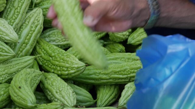 Person in blue clothes sorting green bitter melons into a plastic bag at a market stall. Farm-to-market.
