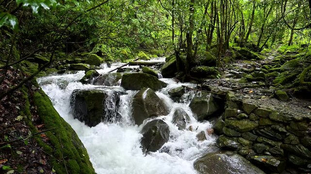Mossy Forest Stream with Clear Flowing Water in Nature