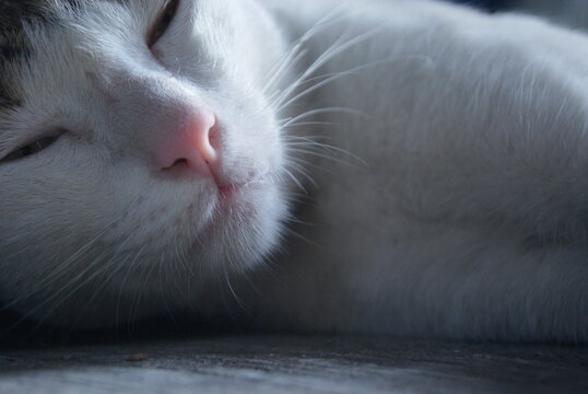 Softy Cat 