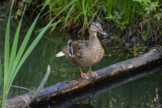 A female mallard duck stands on a fallen log above the dark still water. Reeds and fresh grass line the shady bank behind it. A calm wildlife scene on a quiet pond in the early summer