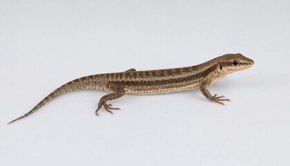 Fototapeta premium Small brown lizard reptile crawling actively wildlife desert or garden fauna creature background.