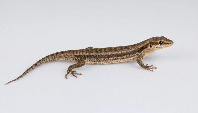 Small brown lizard reptile crawling actively wildlife desert or garden fauna creature background.