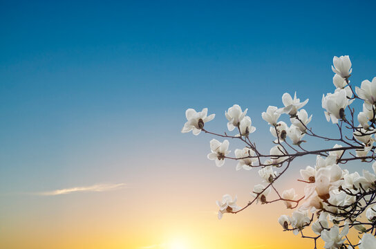 White Magnolia Flowers In Spring before sunset