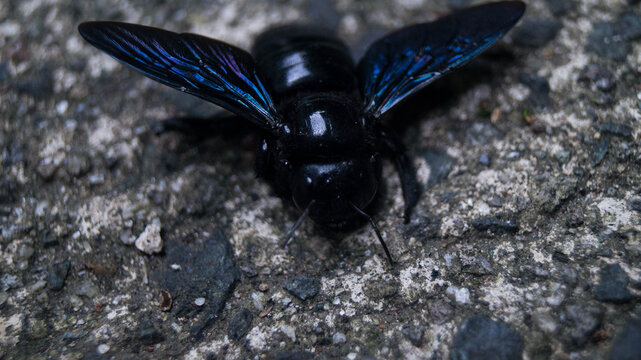 This insect is a carpenter bee, belonging to the genus Xylocopa. 