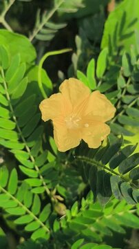 Delicate yellow flowers of Biophytum sensitivum blooming among slender compound leaves, highlighting the natural beauty of this small tropical herb in a botanical setting
