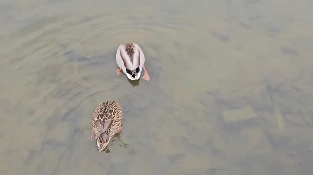 Mallard Ducks Upending While Foraging Underwater