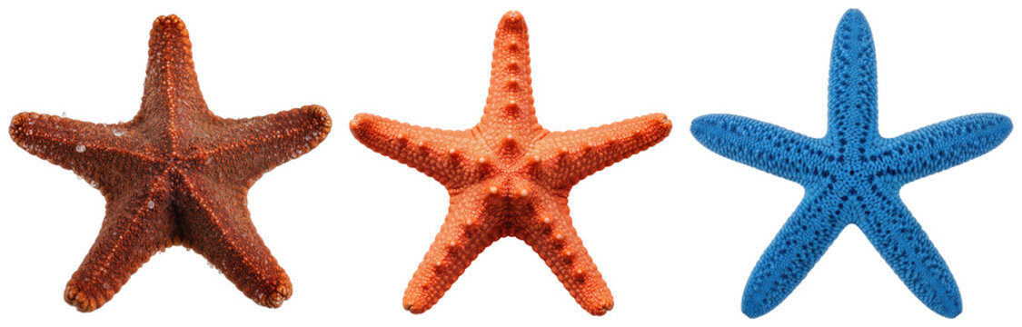 Three starfish in different colors: brown, orange, and blue, isolated on a white background.