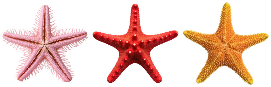 Three colorful starfish isolated on a white background