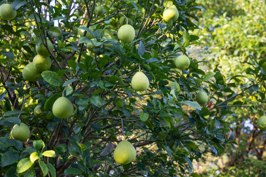 Plantation of Shatian pomelo. Scientific name: Citrus maxima cv. W, Hong Kong