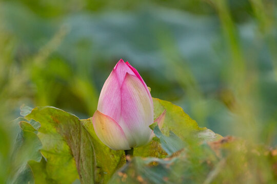 Close up of a lovely pink and white lotus flower or water lily. Scientific Name : Nelumbo nucifera. Long Valley, Sheung Shui, Hong Kong