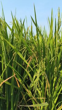 Healthy rice plants (Oryza sativa) growing vigorously in a paddy field, featuring long green leaves and developing grain-filled panicles, showcasing an active stage of rice cultivation before harvest.