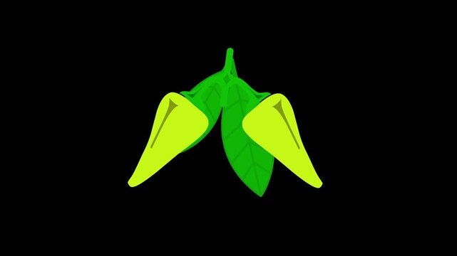 Yellow two chili pepper with leaf icon animation on black background