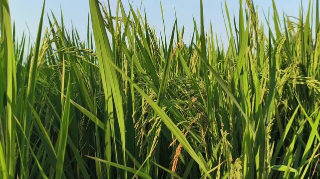 Healthy rice plants (Oryza sativa) growing vigorously in a paddy field, featuring long green leaves and developing grain-filled panicles, showcasing an active stage of rice cultivation before harvest.