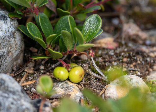 Unripe green berries of Alpine bearberry Arctous alpina on rocky ground. Tundra vegetation, Lake Kolvitsa, Kola Peninsula, Russia. July 2026